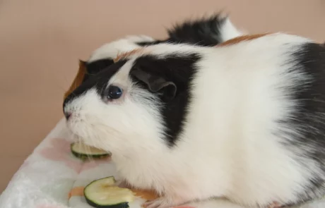 Cochon d'inde Astre - Compagnon de Grignote & Câlins