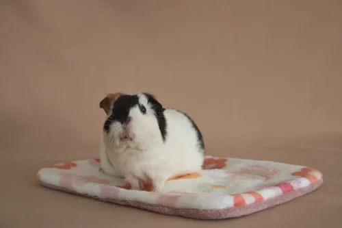 patit tapis fleurs pour cochons dinde au mans grignote et calins