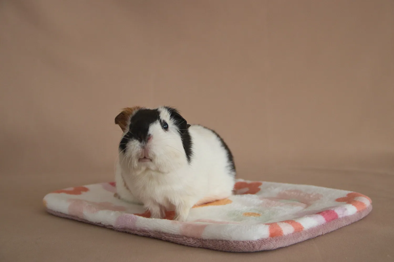 patit tapis fleurs pour cochons dinde au mans grignote et calins